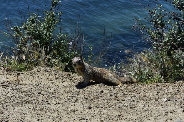 Adorable squirrel sitting on rocks at the edge of the ocean.