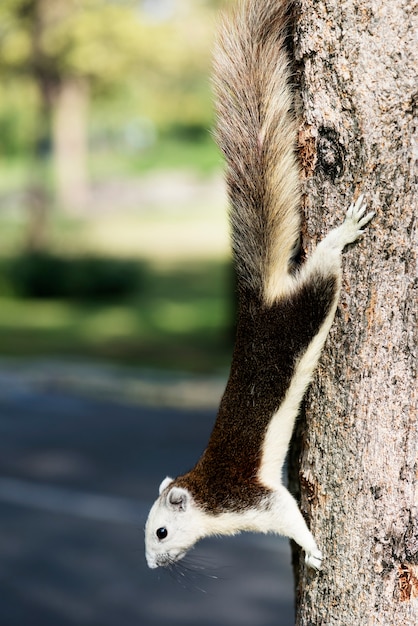 Free Photo adorable squirrel on the tree