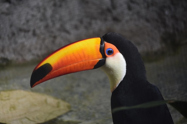 Free Photo adorable toucan bird with a bright orange and yellow beak