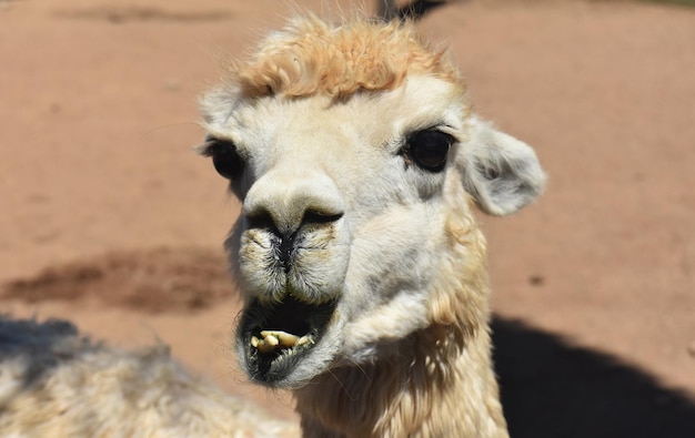 Free Photo adorable white alpaca with his mouth wide open.