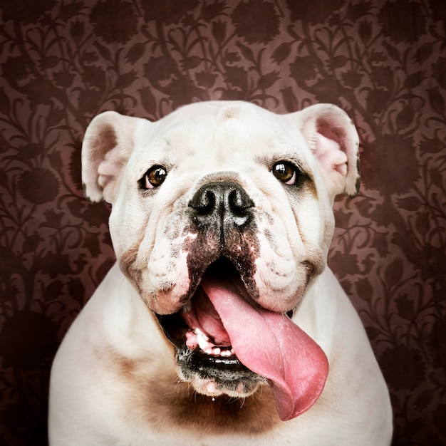 Free photo adorable white bulldog puppy portrait