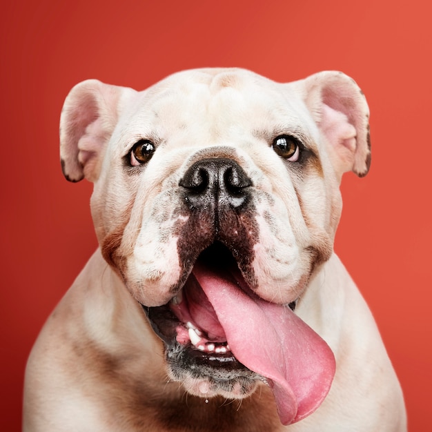 Adorable white Bulldog puppy portrait