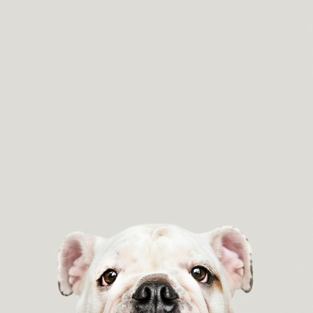 Adorable white Bulldog puppy portrait