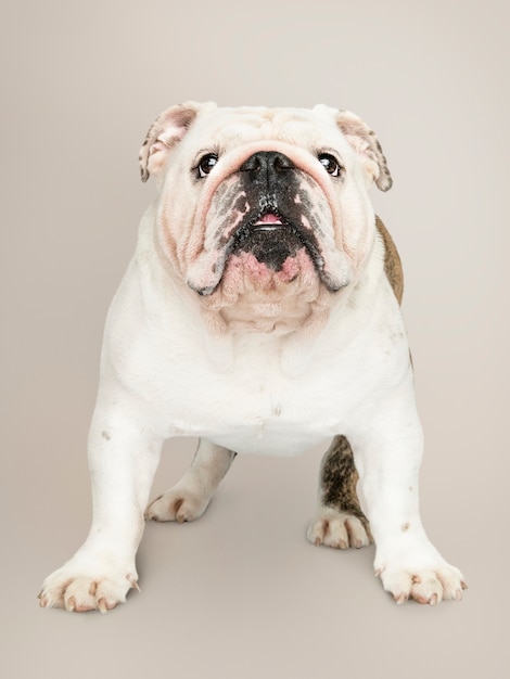 Adorable white Bulldog puppy portrait