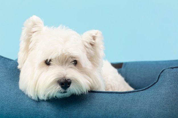 Free photo adorable white dog isolated on blue