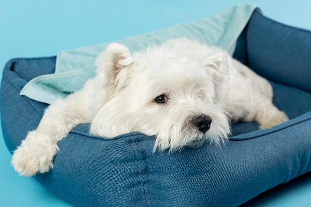 Free photo adorable white dog isolated on blue