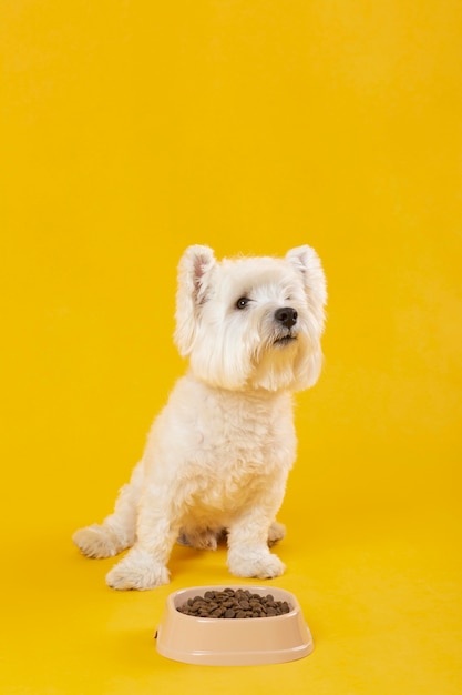 Adorable white dog isolated on yellow