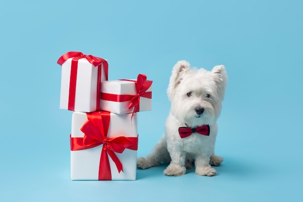 Free Photo adorable white dog with gifts