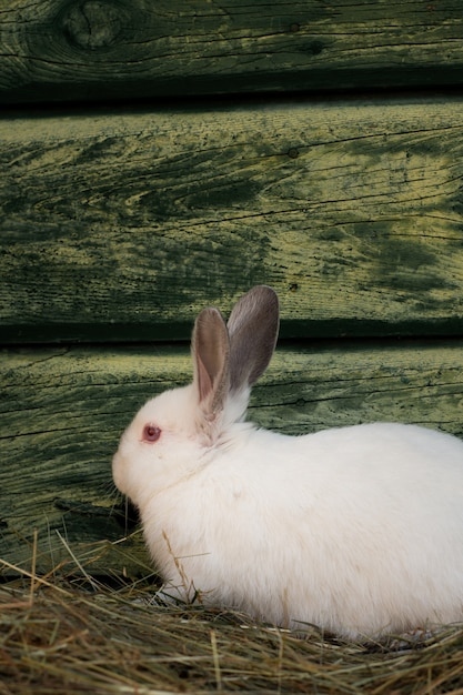 Free photo adorable white easter rabbit