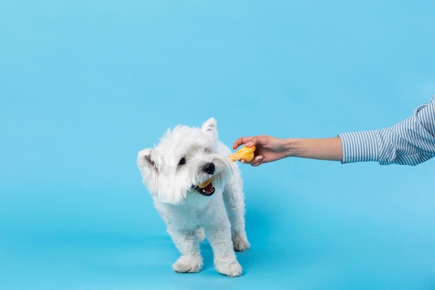 Adorable white little puppy isolated on blue