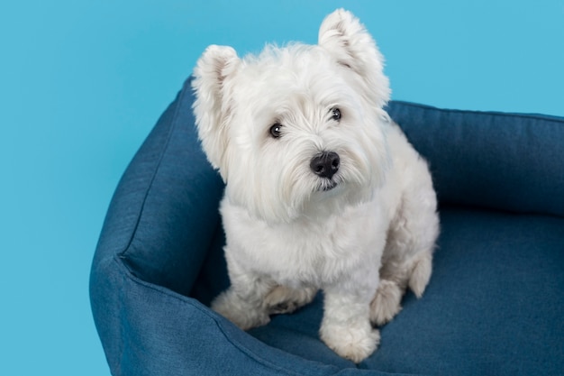 Free Photo adorable white little puppy