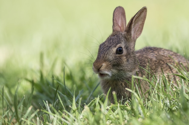 Free photo adorable young eastern cottontail rabbit closeup in green grass