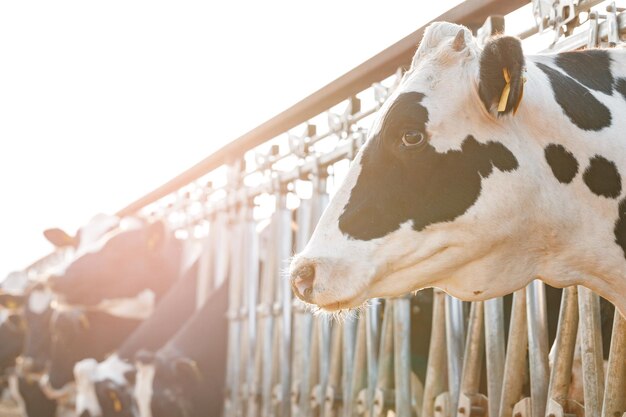 Adult cows standing in a stall on a farm