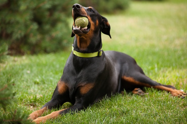 Free photo adult doberman type of dog laying on green grass and chewing a tennis ball