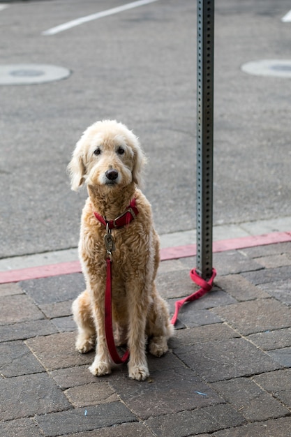 Free photo adult fawn standard poodle