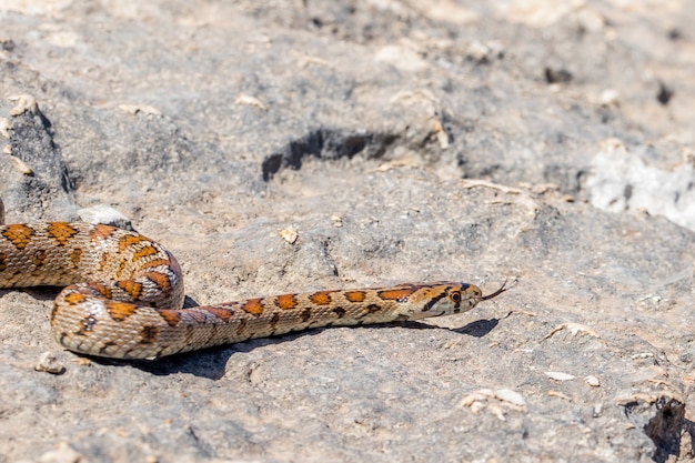 An adult Leopard Snake or European Ratsnake slithering on rocks