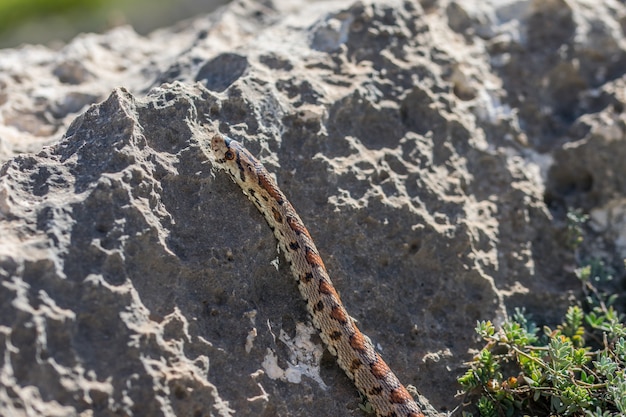 An adult Leopard Snake or European Ratsnake, Zamenis situla, slithering on rocks in Malta