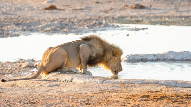 Adult male lion drinking water from a water hole in Etosha National Park, Namibia