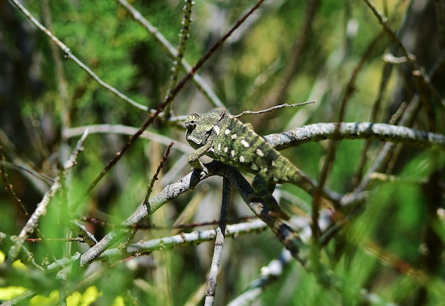 Free Photo an adult mediterranean chameleon walking among african tamarisk branches and cape sorrel flowers