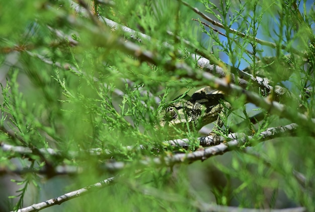 An adult Mediterranean Chameleon walking among African Tamarisk branches and Cape Sorrel flowers