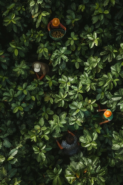 Free Photo adult in nature  coffee harvesting