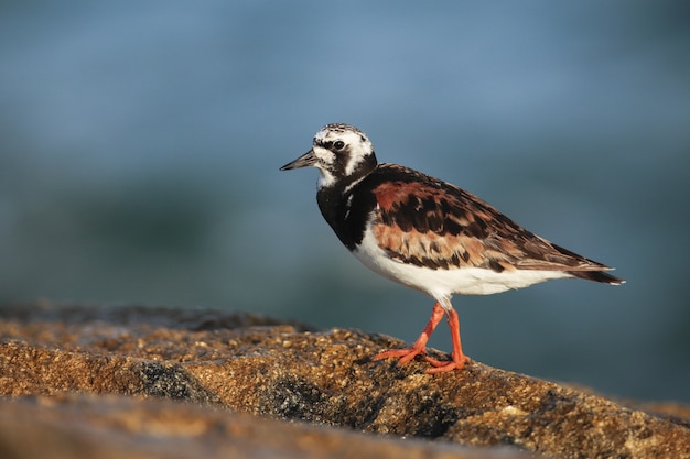 Free Photo adult ruddy turnstone arenaria interpres