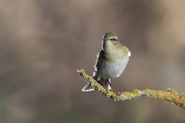 Free photo adult willow warbler phylloscopus trochilus, malta, mediterranean