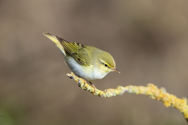 Free Photo adult wood warbler phylloscopus sibilatrix , malta, mediterranean