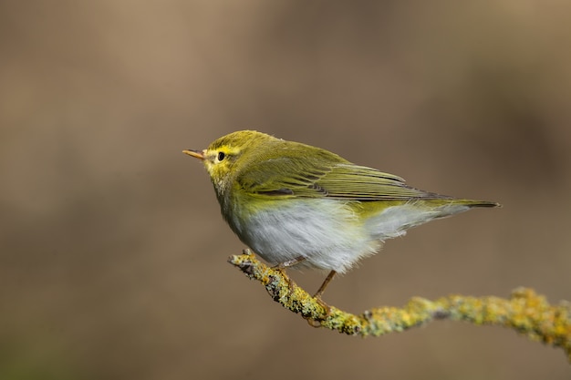 Adult Wood warbler Phylloscopus sibilatrix, Malta Mediterranean