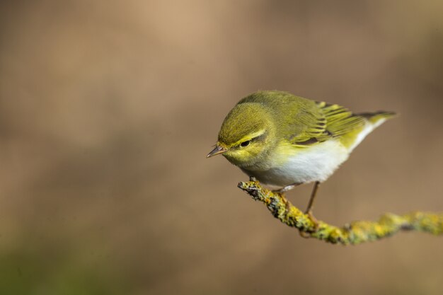 Adult Wood warbler Phylloscopus sibilatrix