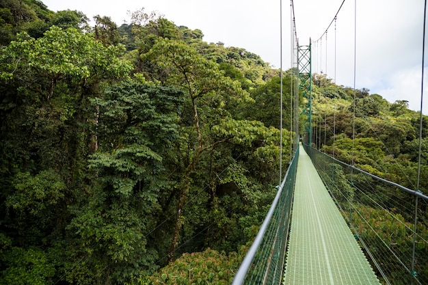 Free Photo adventure suspension bridge in rain forest at costa rica