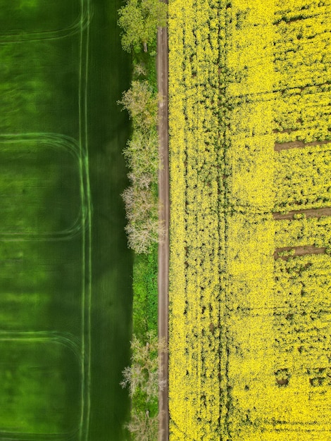 Aerial drone vertical view of nature in Moldova Yellow seeded field and green one