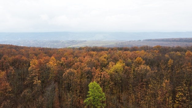 Free photo aerial drone view of nature in moldova, yellowed forest, hills, cloudy sky