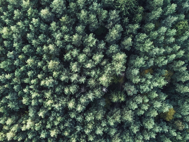 Free photo aerial overhead shot of a beautiful thick green forest