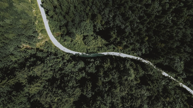 Aerial overhead shot of a long road leading through dense green trees