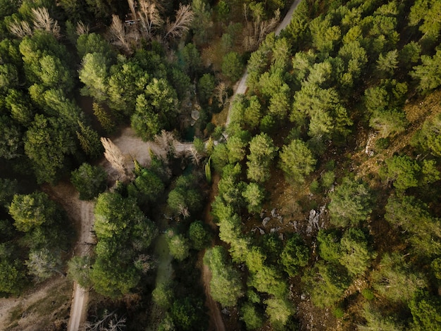 Free photo aerial scenery view of forests