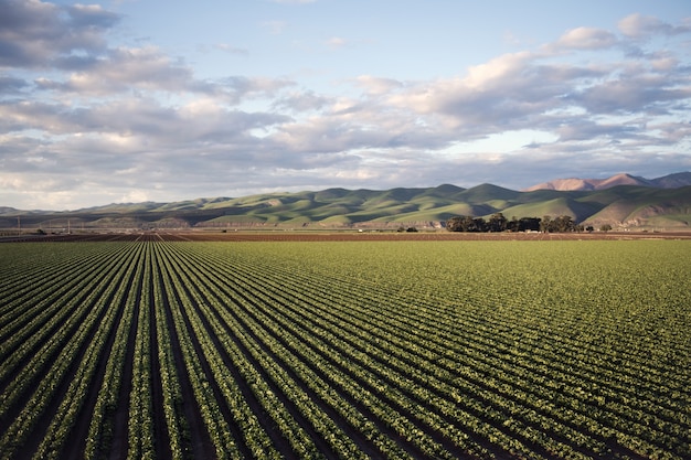 Aerial shot of a beautiful agricultural green field near mountains