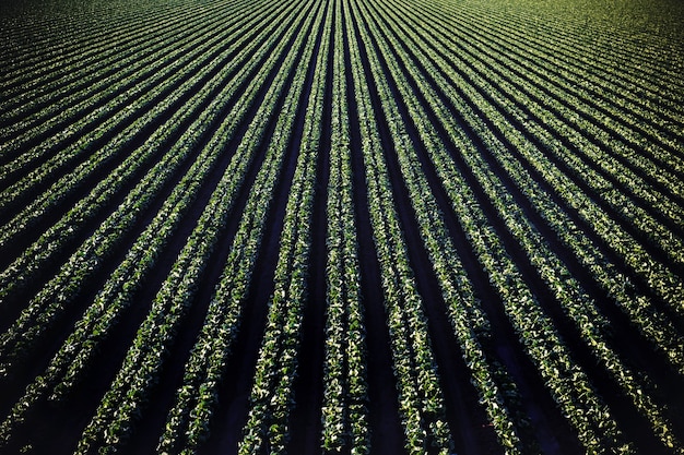 Free photo aerial shot of a beautiful agricultural green field near mountains