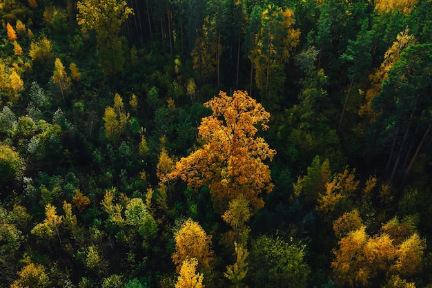 Free photo aerial shot of beautiful autumn forest