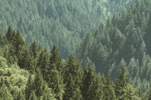 Free photo aerial shot of a beautiful forest with pine trees