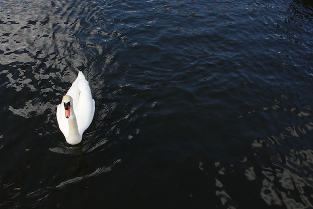 Free Photo aerial shot of a beautiful swan swimming peacefully on the calm lake