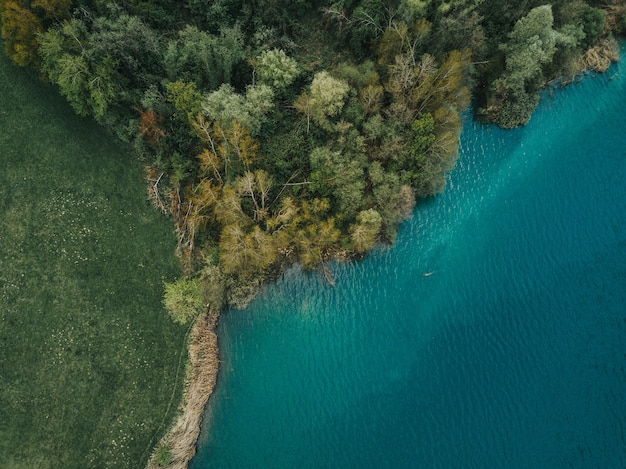 Free Photo aerial shot of a beautiful tree forest on the coast of the sea