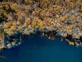 Free photo aerial shot of brown leafed trees near a water