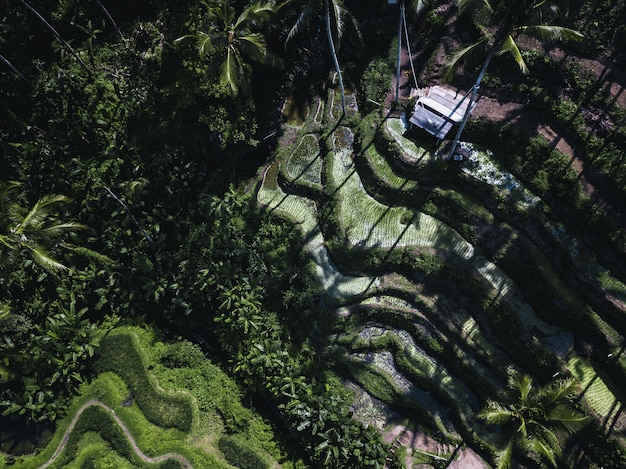 Free Photo aerial shot of a field covered in palm trees and bushes under the sunlight