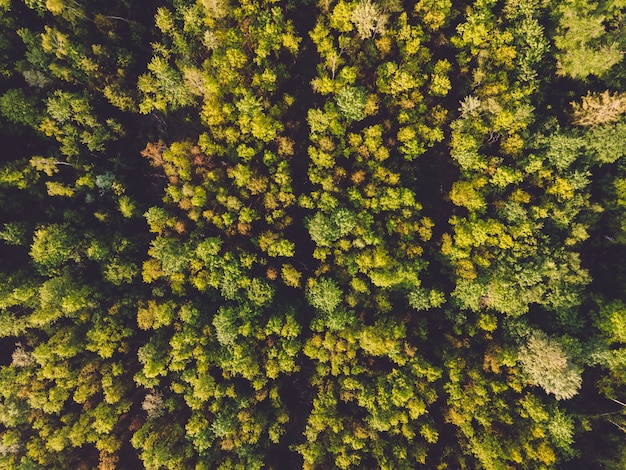 Free photo aerial shot of forests under the sunlight at daytime in germany - perfect for natural concepts