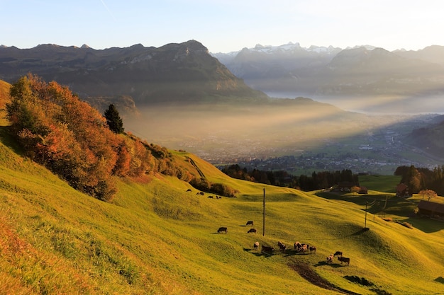 Free photo aerial shot of a mountain landscape with cows on the mountain slope