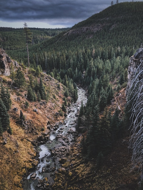 Free Photo aerial shot of a mountain landscape with a dense forest and a river