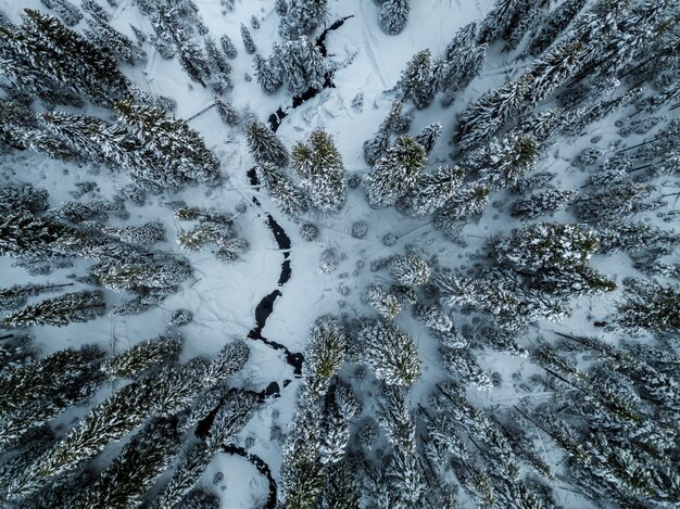 Aerial shot of pine trees covered in snow