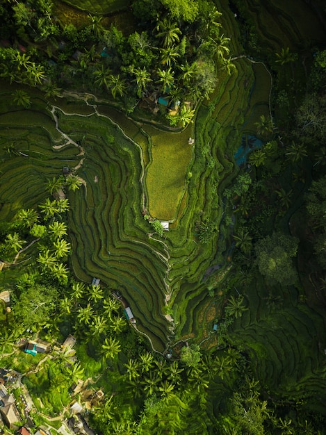 Free photo aerial shot of the rice hills surrounded by greens and trees