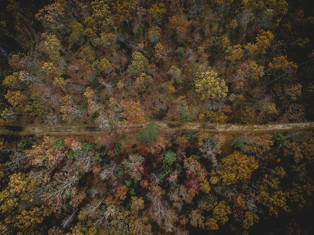 Free photo aerial shot of a road in the middle of a forest with yellow and green leafed trees